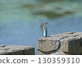 翠鳥棲息在堤防上 130359310