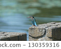 找到獵物翠鳥 130359316
