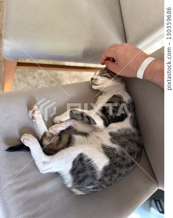 Cat sleeping on gray sofa with soft cushion. Domestic tranquility, comfort, and peaceful lifestyle in quiet interior home environment. Cat sleeping on gray sofa with soft cushion. Domestic tranquility, comfort, and peaceful lifestyle in quiet interior home environment. 130359686