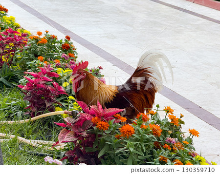 Rooster standing in garden, close-up portrait. Agriculture, biodiversity, and rural wildlife symbolizing morning nature and traditional outdoor environment. Rooster standing in garden, close-up portrait. Agriculture, biodiversity, and rural wildlife symbolizing morning nature and traditional outdoor environment. 130359710