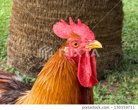 Rooster standing in garden, close-up portrait. Agriculture, biodiversity, and rural wildlife symbolizing morning nature and traditional outdoor environment. Rooster standing in garden, close-up portrait. Agriculture, biodiversity, and rural wildlife symbolizing morning nature and traditional outdoor environment. 130359711