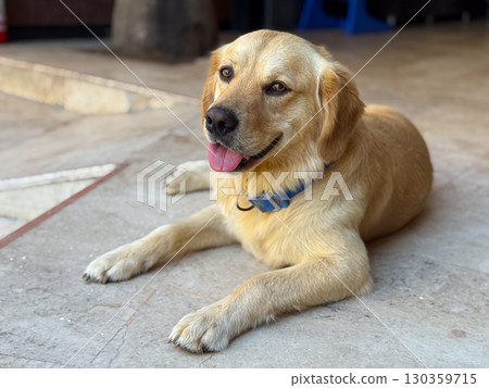 Golden retriever dog lying on floor. Domestic pet, loyalty, and companionship in urban lifestyle. Golden retriever dog lying on floor. Domestic pet, loyalty, and companionship in urban lifestyle. 130359715