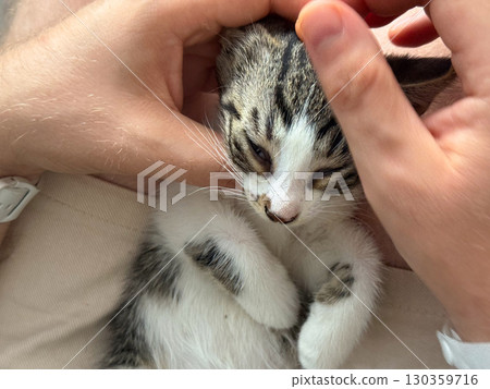 Kitten resting calmly in arms of man with beard outdoors. Trust, safety, and emotional comfort through human animal interaction. Kitten resting calmly in arms of man with beard outdoors. Trust, safety, and emotional comfort through human animal interaction. 130359716
