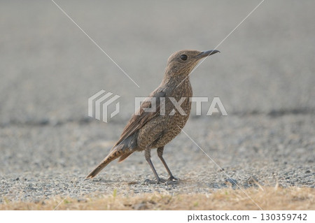 Rock Thrush, striking a pose, good posture 130359742