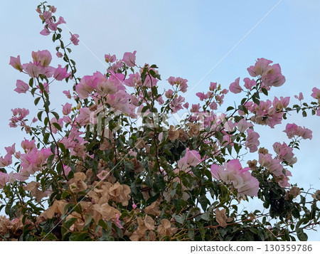 Bougainvillea flowers bloom in clusters against bright blue summer sky outdoors. Tropical flora, beauty and seasonal vegetation in natural outdoor environment. Bougainvillea flowers bloom in clusters against bright blue summer sky outdoors. Tropical flora, beauty and seasonal vegetation in natural outdoor environment. 130359786