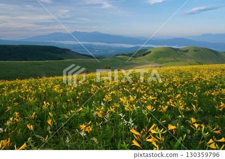 霧峰高原富士見台的風景，萱草花盛開，南阿爾卑斯山為背景。 Ver.1 130359796