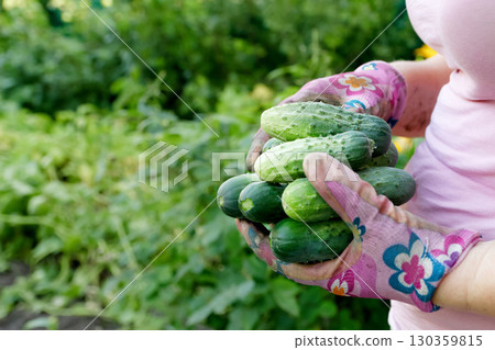 woman picking cucumbers garden. organic vegetable harvesting lifestyle. hand holding fresh cucumber. summer season gardening hobby woman picking cucumbers garden. organic vegetable harvesting lifestyle. hand holding fresh cucumber. summer season gardening hobby 130359815