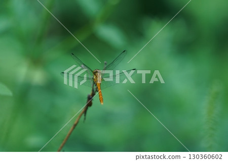 Dragonfly Dragonfly 130360602
