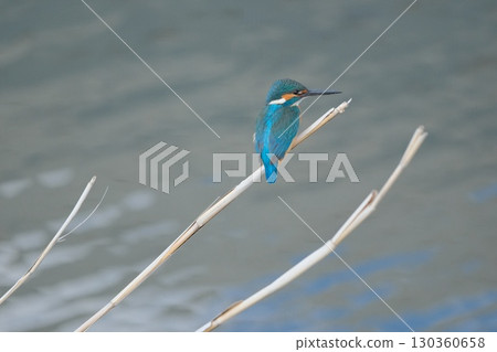 翠鳥棲息在枯萎的莖上 130360658
