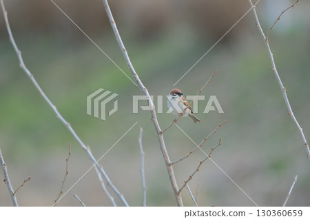 一隻麻雀棲息在傾斜的樹枝上 一隻麻雀棲息在傾斜的樹枝上 130360659