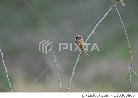 一隻麻雀棲息在傾斜的樹枝上 一隻麻雀棲息在傾斜的樹枝上 130360660