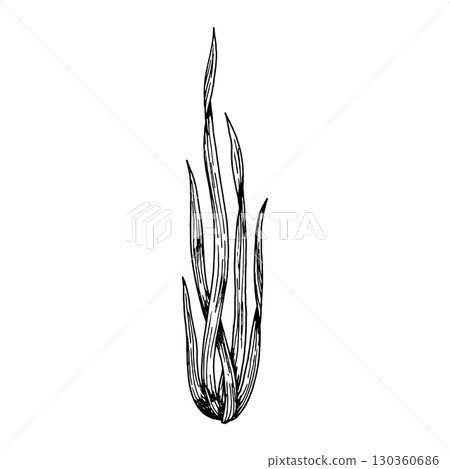 Hand drawn vector illustration of grass-like herbal leaves or seaweed in engraving style, perfect for botanical design, herbal medicine labels, natural cosmetics, eco packaging, apothecary prints. Hand drawn vector illustration of grass-like herbal leaves or seaweed in engraving style, perfect for botanical design, herbal medicine labels, natural cosmetics, eco packaging, apothecary prints. 130360686
