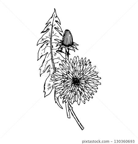 Vector illustration of dandelion stem with large serrated leaf, hand drawn in engraving style. Great for herbal packaging, apothecary branding, natural product design, eco labels and textile prints. Vector illustration of dandelion stem with large serrated leaf, hand drawn in engraving style. Great for herbal packaging, apothecary branding, natural product design, eco labels and textile prints. 130360693