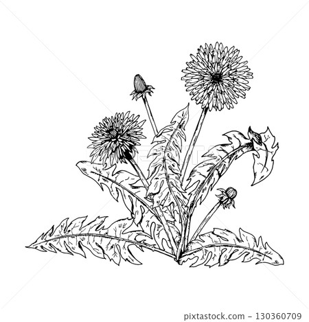 Hand drawn vector illustration of dandelion flowers and buds in engraving style. Perfect for herbal tea labels, botanical branding, apothecary design, organic cosmetics, eco packaging and prints. 130360709