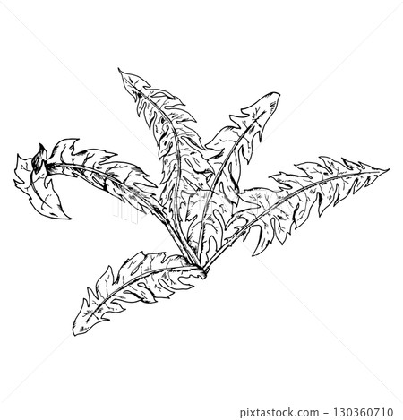 Vector illustration of dandelion leaves with serrated edges, hand drawn in ink engraving style. Suitable for herbal packaging, apothecary branding, natural cosmetics, textile prints and eco labels. 130360710
