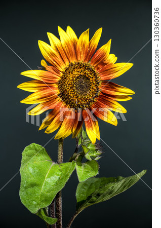 Close-up of a sunflower with vibrant petals and dewdrops against a dark background Close-up of a sunflower with vibrant petals and dewdrops against a dark background 130360736