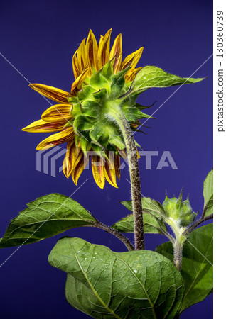 Vibrant Sunflower with Dewdrops Against a Striking Blue Background Vibrant Sunflower with Dewdrops Against a Striking Blue Background 130360739