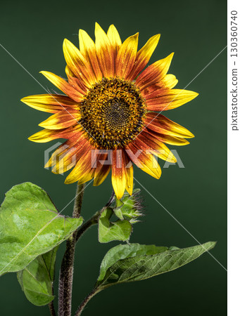 Radiant Sunflower with Dewdrops Against a Green Background Radiant Sunflower with Dewdrops Against a Green Background 130360740
