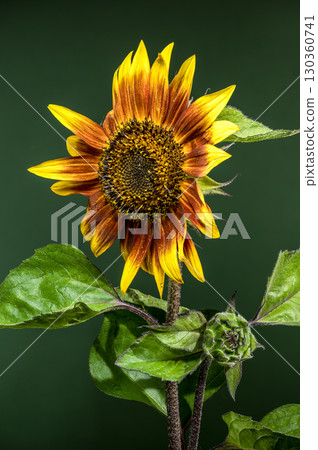 Radiant Sunflower with Dewdrops Against a Green Background 130360741