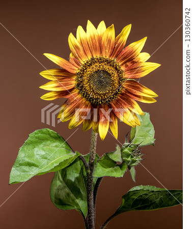 Sunflower with droplets against a warm brown background Sunflower with droplets against a warm brown background 130360742