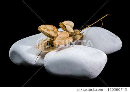 Delicate Dried Pods on Smooth White Stones Delicate Dried Pods on Smooth White Stones 130360743