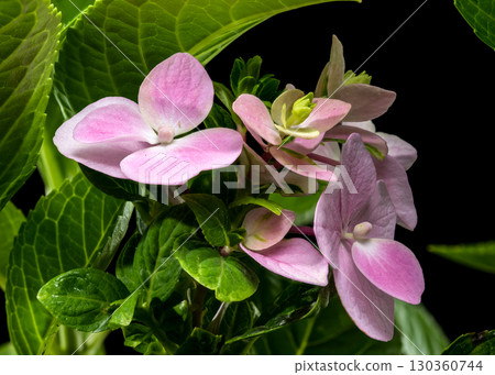 Pink Hydrangea Blooms Against a Dark Background Pink Hydrangea Blooms Against a Dark Background 130360744