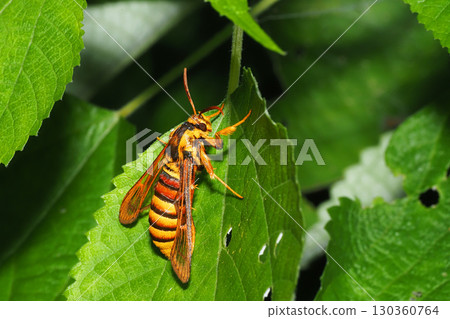 Red-streaked Sesiidae 130360764