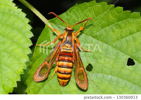 紅紋鶲科 130360913