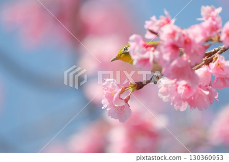 一隻日本繡眼鳥從櫻花(冬櫻花?)的陰影中探出頭來。 一隻日本繡眼鳥從櫻花(冬櫻花?)的陰影中探出頭來。 130360953