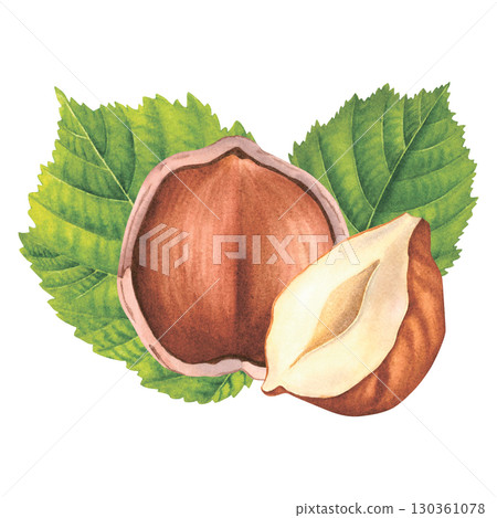 Broken hazelnut with green leaves. Hand drawn watercolor illustration of forest filbert nut on isolated background. Botanical drawing for labels, logos, packaging design, cards. Vegan concept. Broken hazelnut with green leaves. Hand drawn watercolor illustration of forest filbert nut on isolated background. Botanical drawing for labels, logos, packaging design, cards. Vegan concept. 130361078
