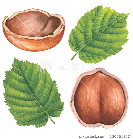Hazelnuts with leaves and shell. Hand drawn watercolor illustration of whole forest nuts on an isolated background. Set of filbert nuts perfect for label, logo, packaging design. Healthy organic food. Hazelnuts with leaves and shell. Hand drawn watercolor illustration of whole forest nuts on an isolated background. Set of filbert nuts perfect for label, logo, packaging design. Healthy organic food. 130361167