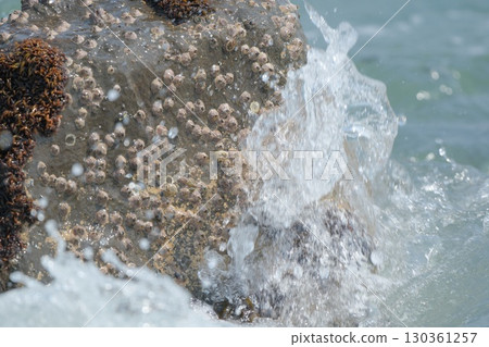 [Observing the Shoreline] Barnacles, creatures that cling to rocks washed by the waves 130361257