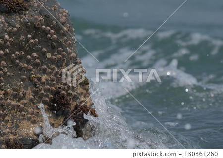 [Observing the Shoreline] Barnacles, creatures that cling to rocks washed by the waves 130361260