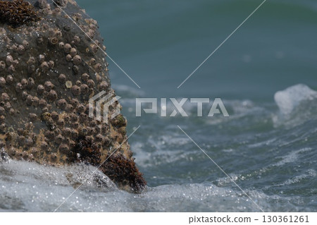 [觀察海岸線]藤壺，附著在被海浪沖刷的岩石上的生物 130361261