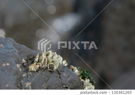 [Observing the coastline] A creature that clings to rocks, the rock-clinging rockfish 130361265