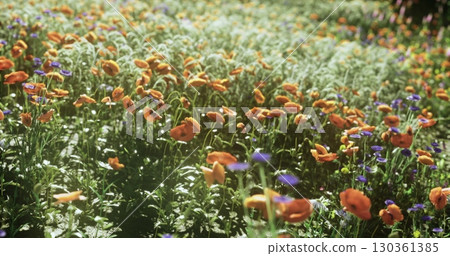 A vibrant garden filled with orange and purple flowers sways gently in the breeze under a clear blue sky. Sunlight illuminates the blossoms, creating a cheerful spring atmosphere. 130361385