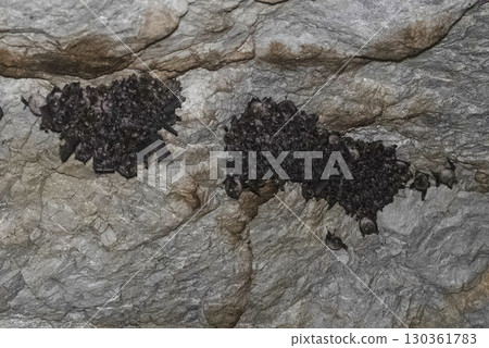 Bats gather on the ceiling of Jomon Cave (Gujo City, Gifu Prefecture) Bats gather on the ceiling of Jomon Cave (Gujo City, Gifu Prefecture) 130361783
