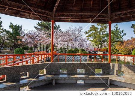 休華公園的櫻花（三重縣桑名市） 130362093