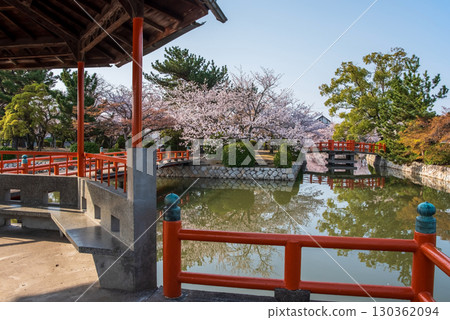 Cherry blossoms at Kyuka Park (Kuwana City, Mie Prefecture) Cherry blossoms at Kyuka Park (Kuwana City, Mie Prefecture) 130362094