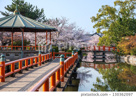 Cherry blossoms at Kyuka Park (Kuwana City, Mie Prefecture) 130362097