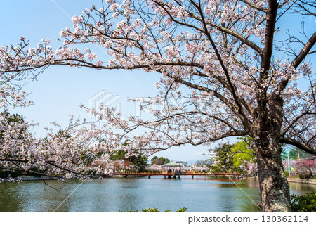 休華公園的櫻花（三重縣桑名市） 130362114