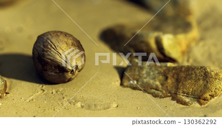 A round, textured object lies on a sandy surface surrounded by fragments of stone. The composition showcases earthy tones and minute details, creating a serene atmosphere in nature. A round, textured object lies on a sandy surface surrounded by fragments of stone. The composition showcases earthy tones and minute details, creating a serene atmosphere in nature. 130362292
