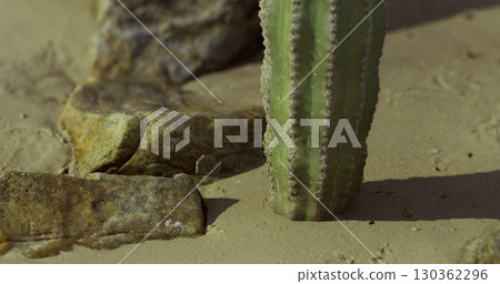 A green cactus grows in sandy terrain surrounded by rocks under bright sunlight. The environment showcases a dry and arid desert landscape, highlighting the resilience of plant life. A green cactus grows in sandy terrain surrounded by rocks under bright sunlight. The environment showcases a dry and arid desert landscape, highlighting the resilience of plant life. 130362296