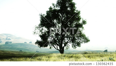 A solitary tree rises elegantly in a lush green meadow, surrounded by rolling hills. Sunlight bathes the landscape, creating a serene atmosphere filled with tranquility and beauty. 130362435