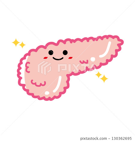 人體器官特徵:健康的胰腺 人體器官特徵:健康的胰腺 130362695