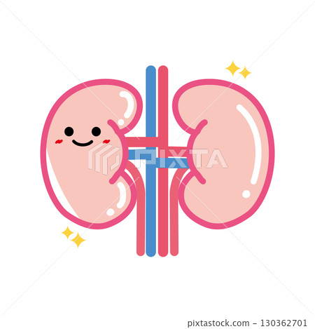 人體器官特徵:腎臟健康 人體器官特徵:腎臟健康 130362701
