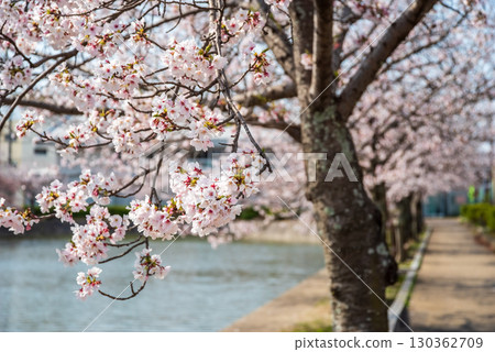 休華公園的櫻花（三重縣桑名市） 130362709