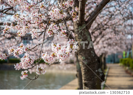 休華公園的櫻花（三重縣桑名市） 130362710