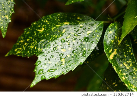 Aucuba japonica (with water droplets) Aucuba japonica (with water droplets) 130362714