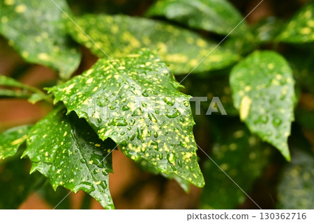 Aucuba japonica (with water droplets) 130362716